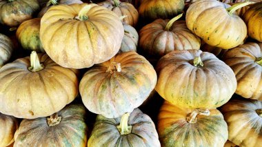 Balkabağı yığını. Cadılar Bayramı Sebze Tabelası ve Sembol.