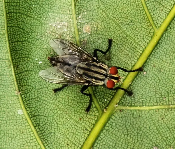İniş izninde yakın mesafede. Haşere hayvan işareti ve sembolü.