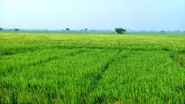 Köyde yeşil pirinç tarlası. tarım çiftliği.