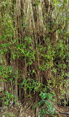 Ormandaki yaşlı banyan ağacı