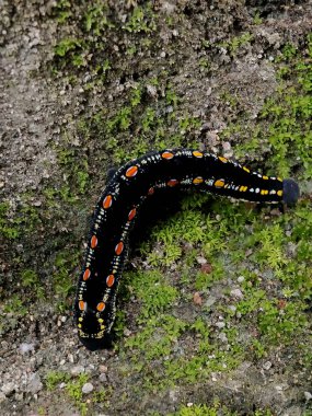 Caterpillars with the scientific name Theretra Oldenlandiae, creeping on the ground. clipart