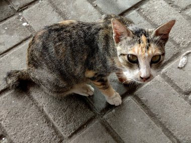 evcil sevimli kedi. Komik hayvan.