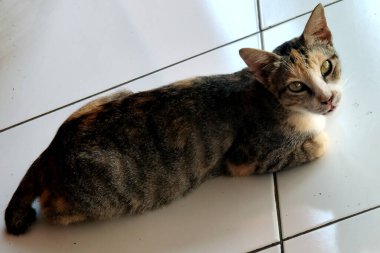 evcil sevimli kedi. Komik hayvan.