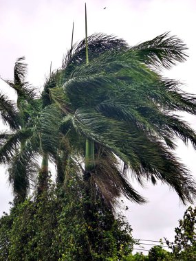 Palmiye dalları rüzgarla savruldu. tropikal bitkiler dekorasyon elementi