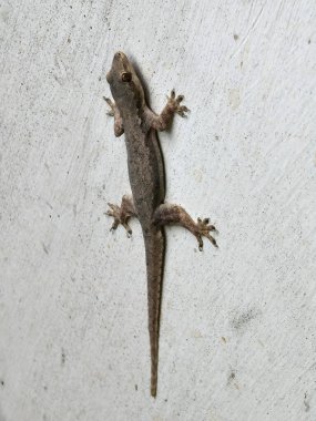 Beyaz duvarda sürünen kertenkele.