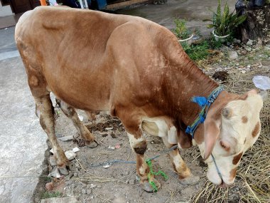 Kırsal alanda otlayan kahverengi bir inek.