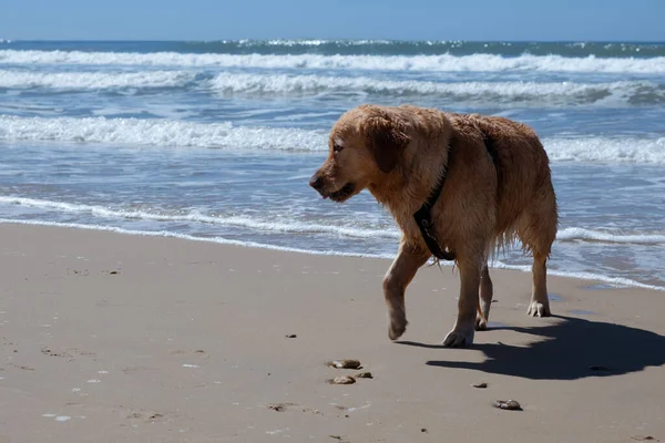 Netter Hund Der Nach Dem Baden Strand Spazieren Geht — Stockfoto