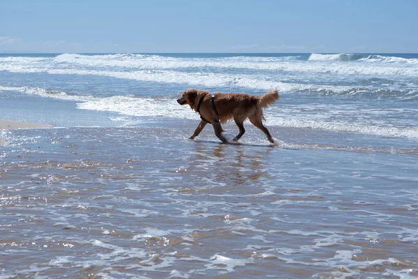 Çok ıslak, mutlu turuncu köpek sahilde yürüyor.