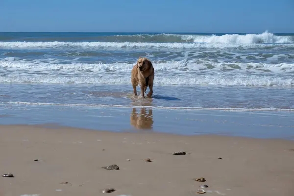 Calm Dog Beach Cools Sea Summer Day — Stock Photo, Image