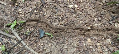 Ölü köpeğin toprağı.