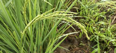 Paddy Rice 'a yakın çekim