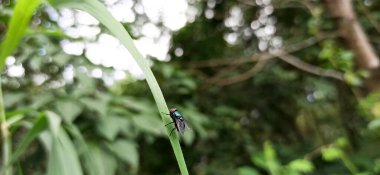 Yeşil yapraklı yusufçuk.