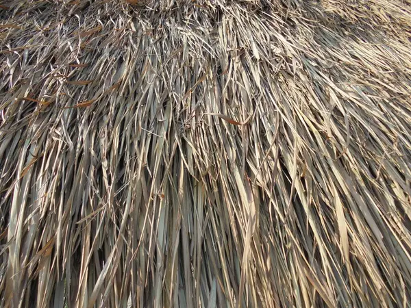 Kuru çimen dokusu arkaplanı