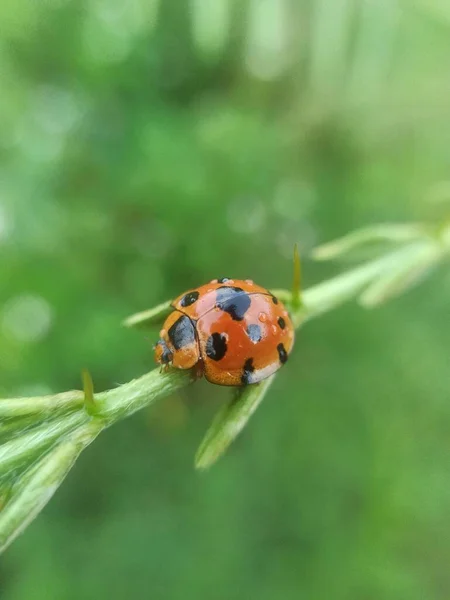 Yeşil yapraklı uğur böceği
