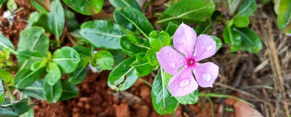 Bahçedeki güzel çiçekler