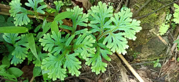 Doğanın güzel manzarası