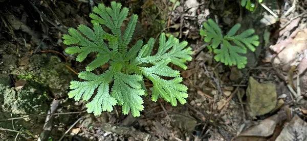 Ormanda yeşil eğrelti otu