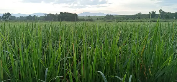 yeşil çimenler tarlada