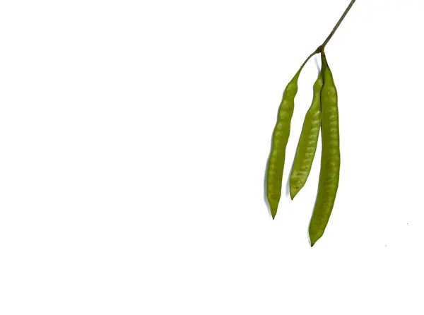 Beyaz arkaplanda yeşil yaprak izole edildi