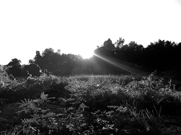 Ormanda genç bir kadınla siyah beyaz bir geçmişi var.