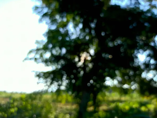 Ormandaki ağaçtan bulanık