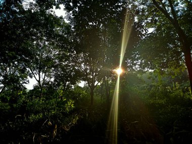 Ormanda yeşil ağaçlar