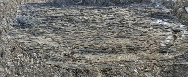 eski ağaç gövde arka plan