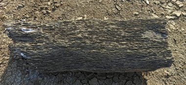 Bir ağaç gövdesinin yakın plan çekimi.