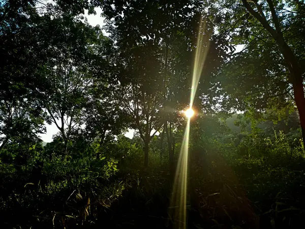 Ormanda yeşil ağaçlar