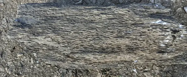 eski ağaç gövde arka plan