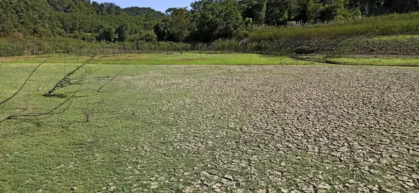 Kırsalda yeşil tarla ve çimenler