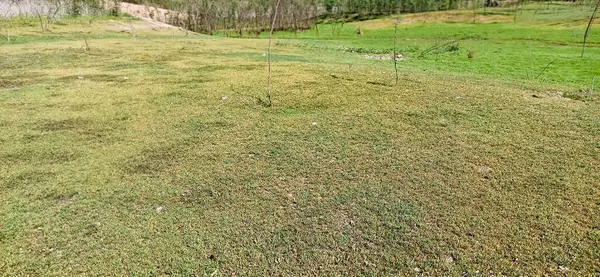 yeşil çimenler ve küçük bir tarla