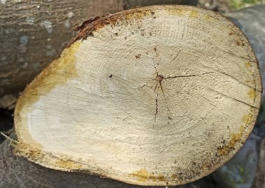 Kesilmiş ağaç kütüğü