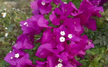 Bahçedeki güzel çiçekler