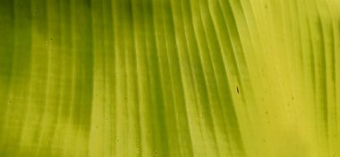 Muz yaprağını kapat