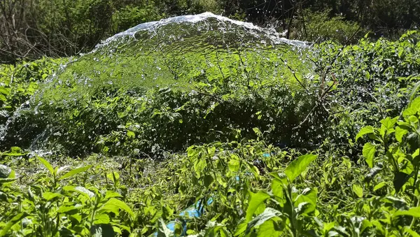 Bahçede yeşil yapraklar