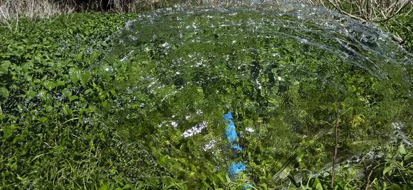 Yerde yeşil çimenler