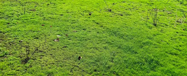 ormandaki yeşil çimen