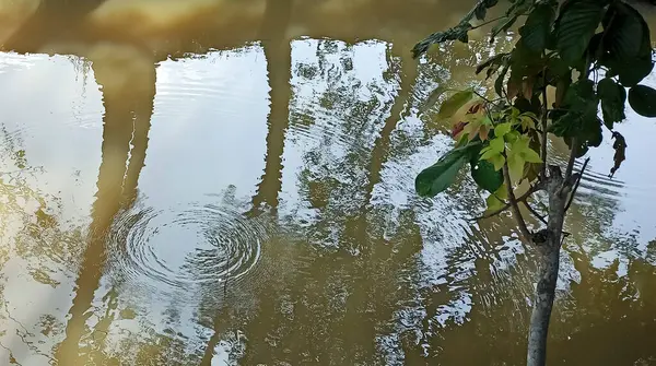 Ormanın güzel manzarası