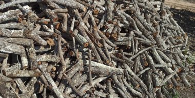 eski ağaç gövde doku