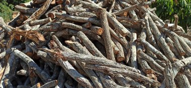 Kuru ağaç dalları yığını