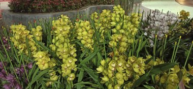 Bahçedeki güzel çiçekler