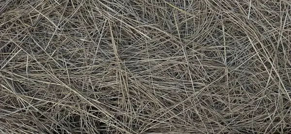 samanların arka planı. saman arkaplanı