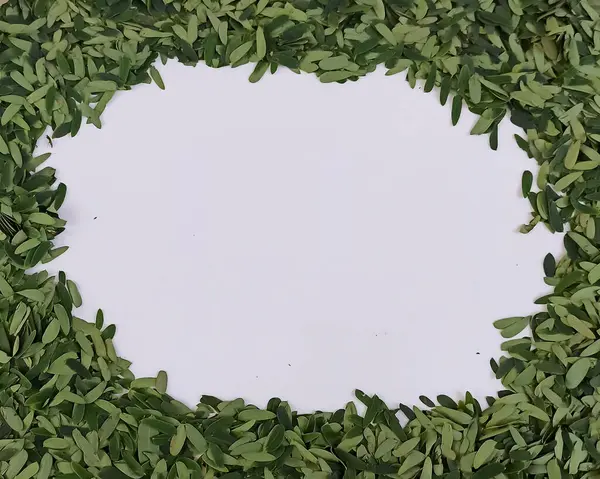 beyaz arkaplanda yeşil yapraklar