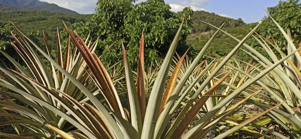 Güzel botanik fotoğrafı, doğal duvar kağıdı.