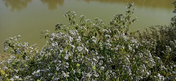Ormanın güzel manzarası
