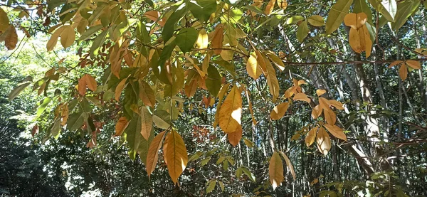 Ormandaki güzel yapraklar
