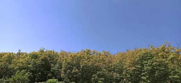 Ormanda yeşil ağaçlar