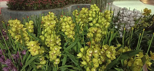 Bahçedeki güzel çiçekler