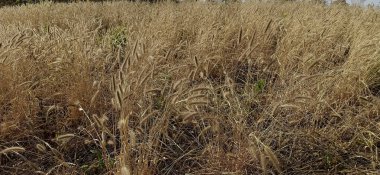 Çiftlikteki buğday tarlası